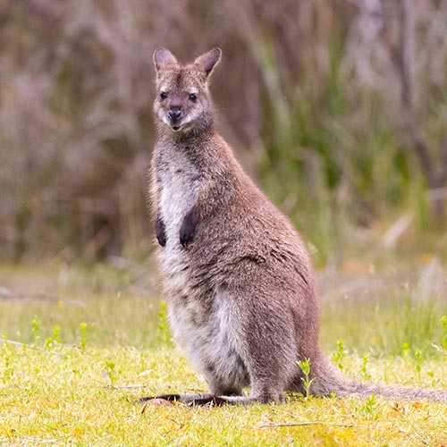 Bennetts-wallaby-img