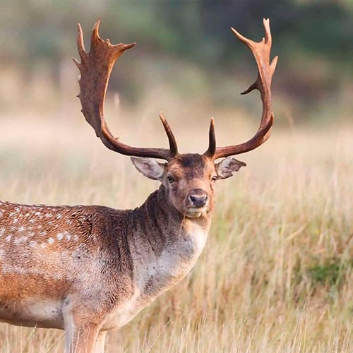 Fallow-Deer