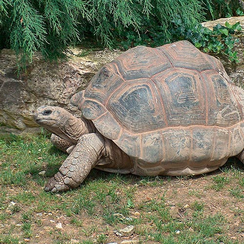 Giant_Tortoise