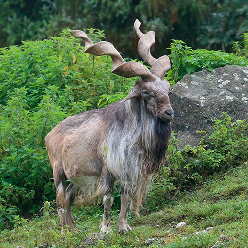 Markhor