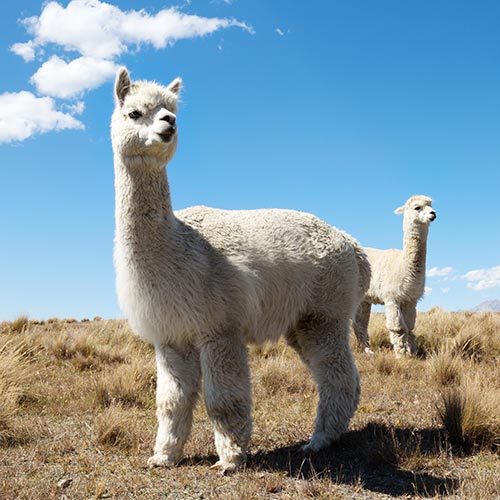 alpaca-img