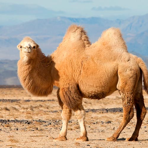 bactrian-camel