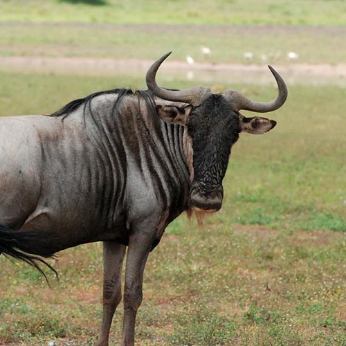 blue-wildebeest-img
