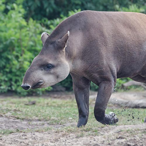 brazilian-tapir