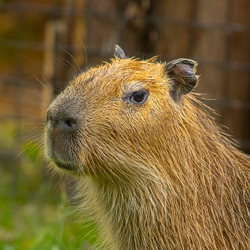 capybara-img