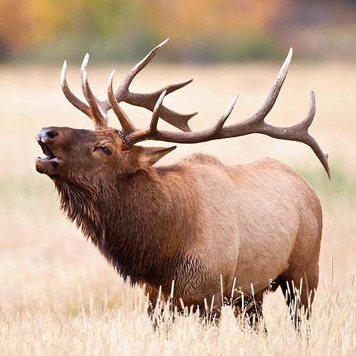 elk-img
