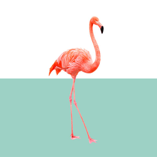 flamingo-graph
