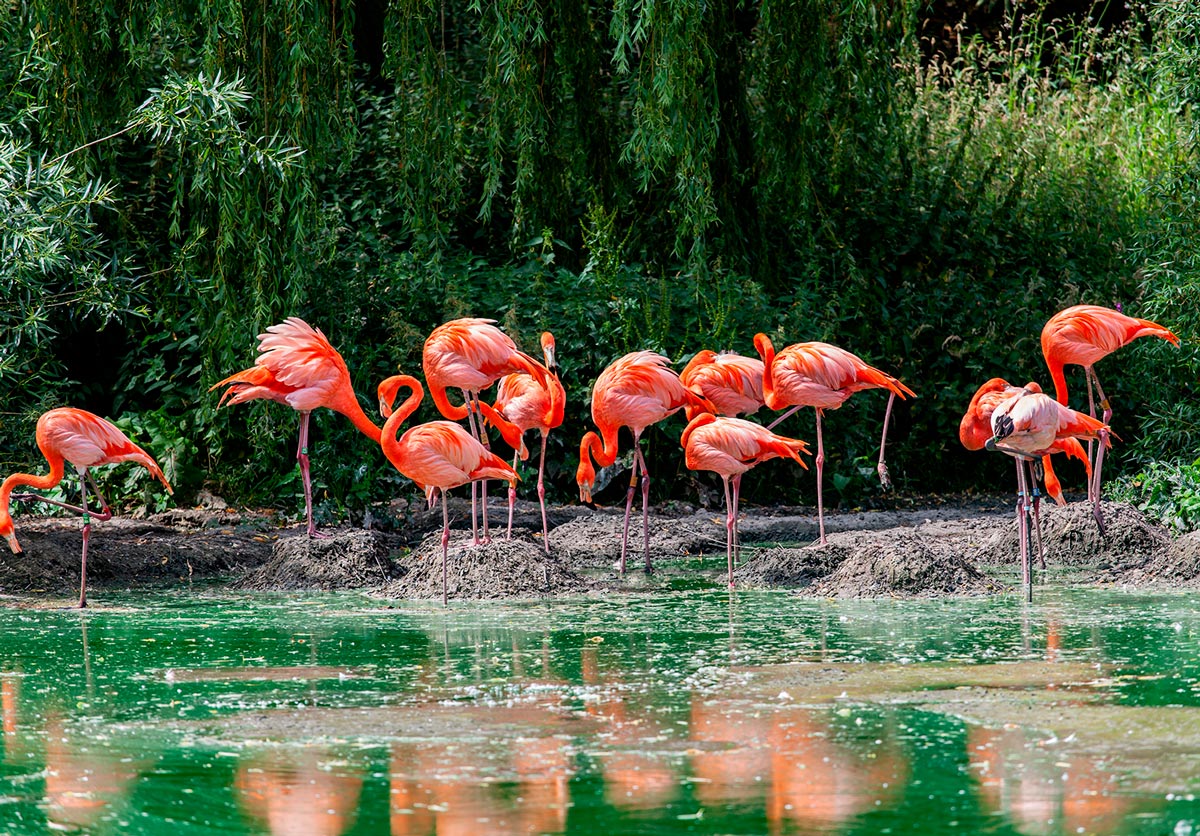 flamingo-group