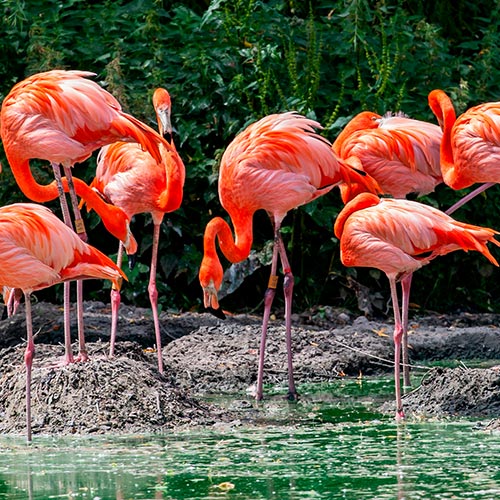 flamingo-img