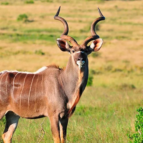 greater-kudu