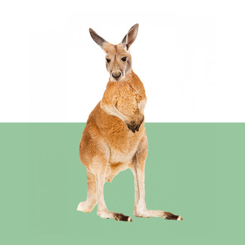kangaroo-graph