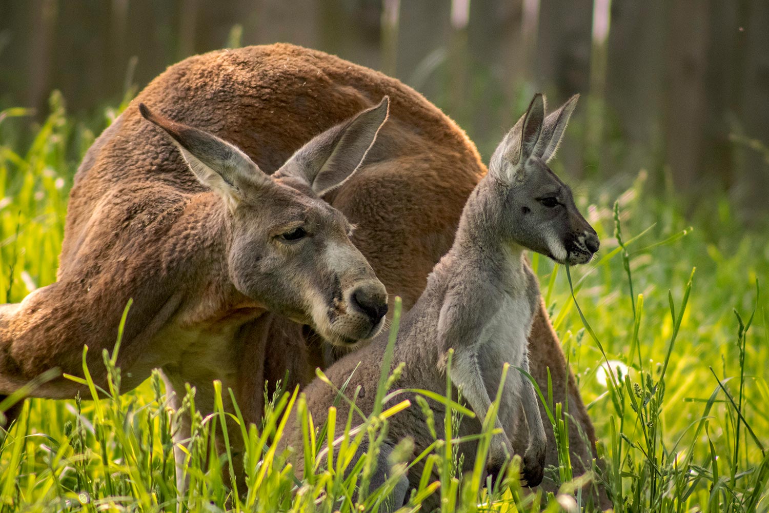 kangaroo-img