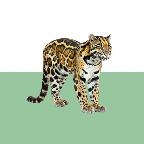 leopard-graph
