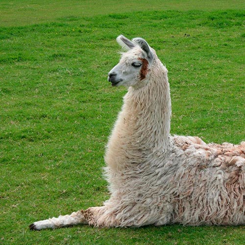 llama