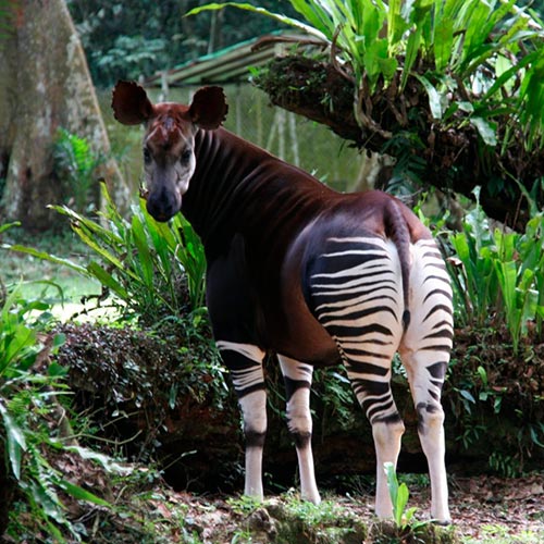 okapi