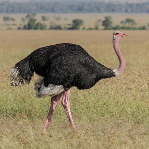 ostrich