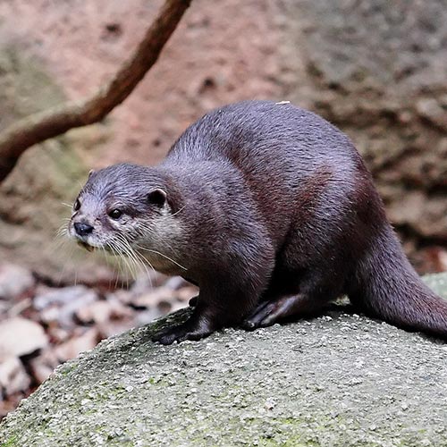otter-img