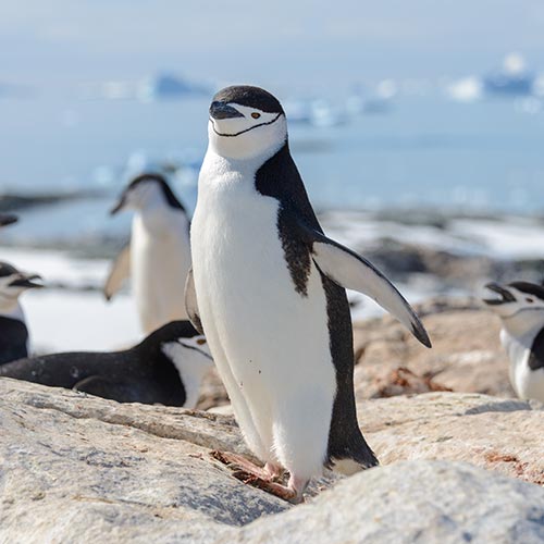 penguin-img