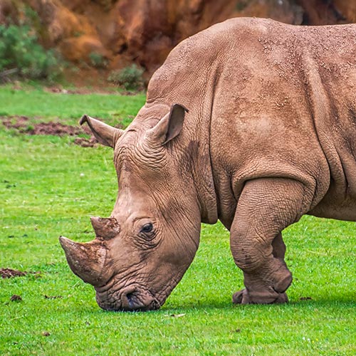 rhino-img