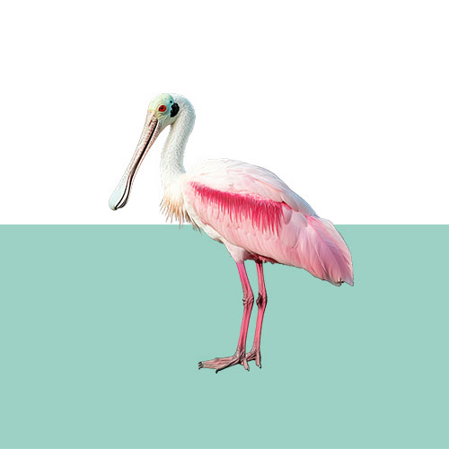roseate-spoonbill-graph
