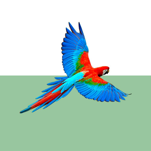 scalet-macaw-graph