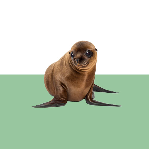 sea-lion-graph