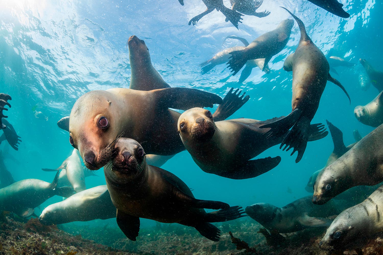 sea-lions-underwater-img