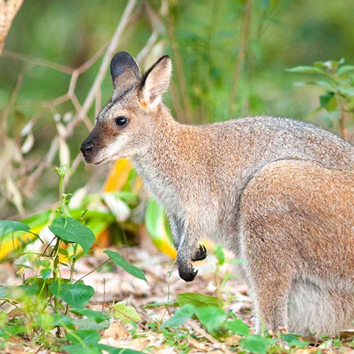 wallabi