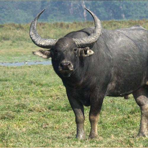 water-buffalo