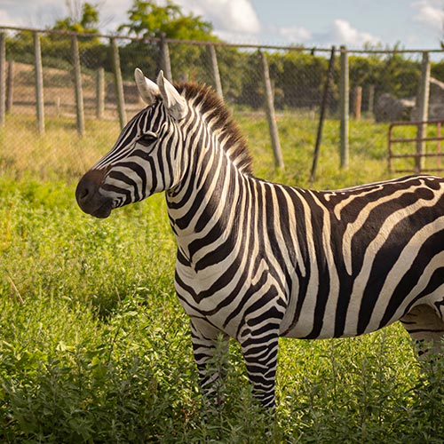zebra-img